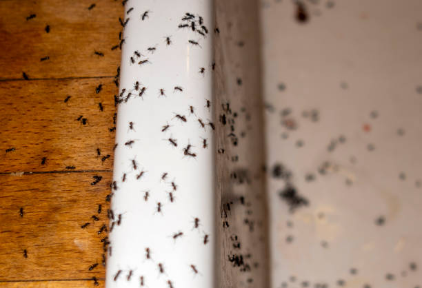 Professional Pest Control in Mcconnellsburg, PA